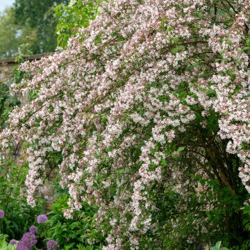 Kolkwitzia amabilis - Buisson de beauté