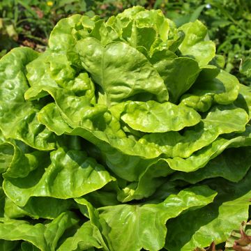 Laitue pommée Gotte Jaune