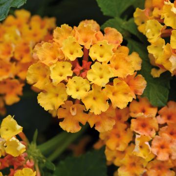 Lantana Bloomify Red
