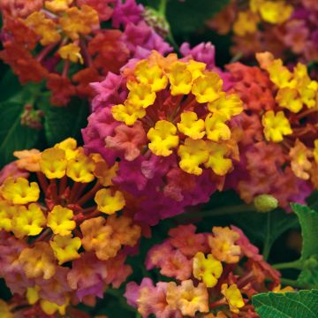 Lantana Calippo Tutti Frutti