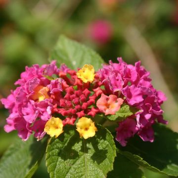 Lantana camara Simon Fabiola