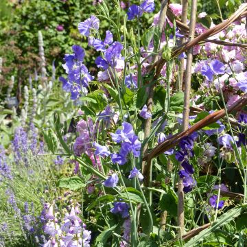 Graines de Pois de Senteur Capri - Lathyrus odoratus