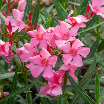 Laurier rose - Nerium oleander Saumon