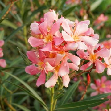 Laurier rose - Nerium oleander Saumon