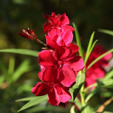Laurier rose - Nerium oleander Saumon
