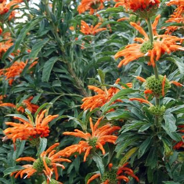 Leonitis leonurus - Queue de lion