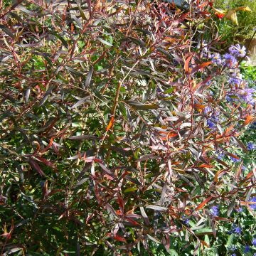 Leptospermum Copper Sheen - Arbre à thé