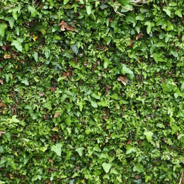 Lierre d'Irlande - Hedera hibernica