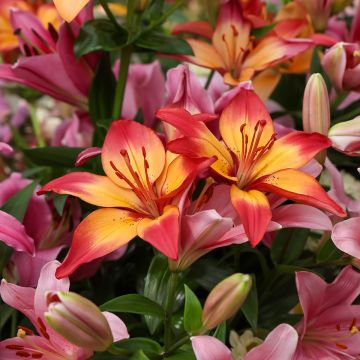 Lis asiatique Mapira