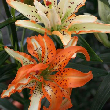 Lis asiatique double - Lilium Pink Blossom