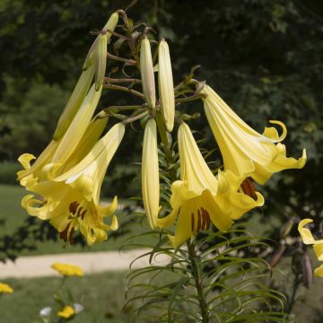 Lis géant Honeymoon (Oriental/Trompette)