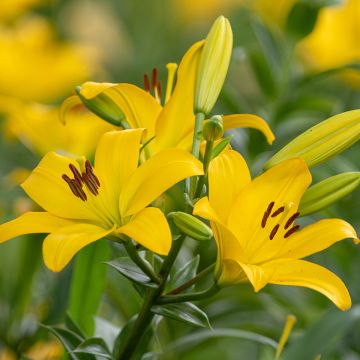 Lis asiatique - Lilium Netty's pride