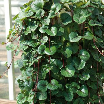 Lysimachia nummularia - Herbe aux écus