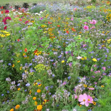 Mélange pour attirer les pollinisateurs - Boite 25 m2