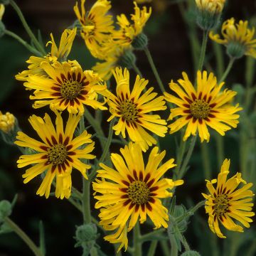 Graines de Madia elegans Tropical Fruits