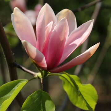 Magnolia acuminata Blue Baby