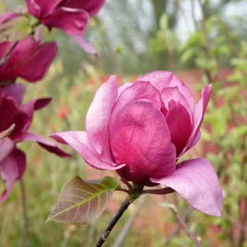 Magnolia Emperor