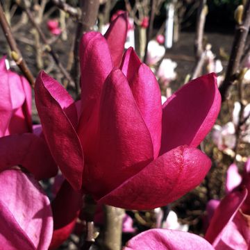 Magnolia Pink Pyramid