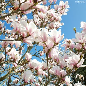 Magnolia soulangeana Satisfaction