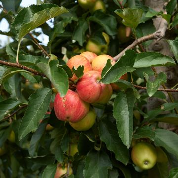 Pommier Cynamonówka Prążkowana