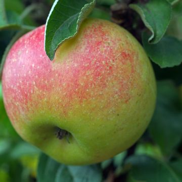 Pommier Reneta Szampańska