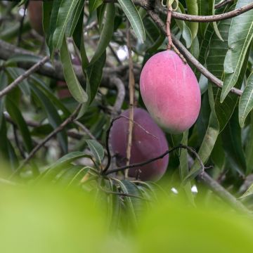 Psidium cattleianum - Goyavier de Cattley ou de Chine