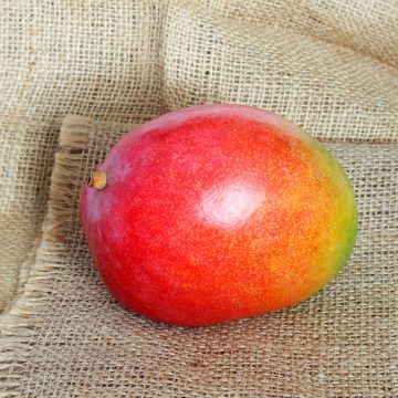 Psidium cattleianum - Goyavier de Cattley ou de Chine