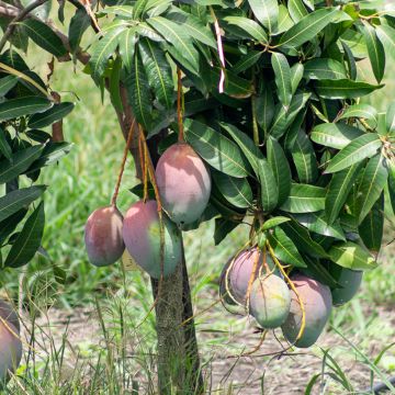 Psidium cattleianum - Goyavier de Cattley ou de Chine