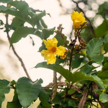 Jacaranda mimosifolia - Flamboyant bleu