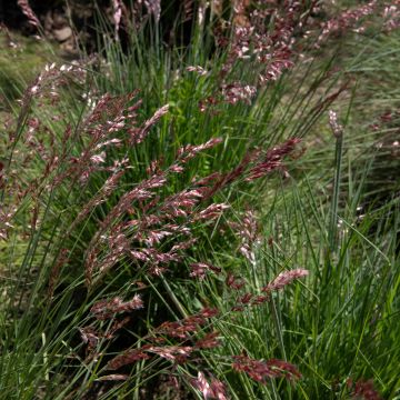 Melinis nerviglumis - Graminée vivace