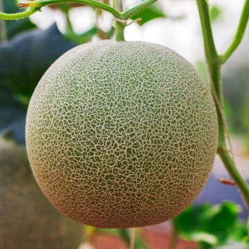 Melon Chilton Bio -Ferme de Ste Marthe