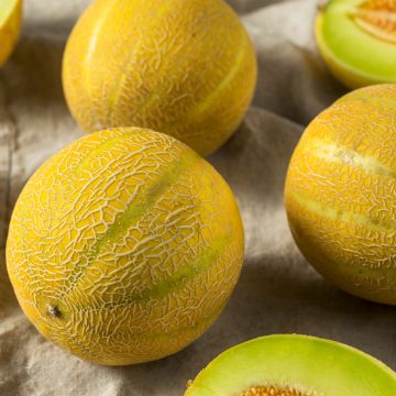 Melon sucrin Outdoor Wonder F1