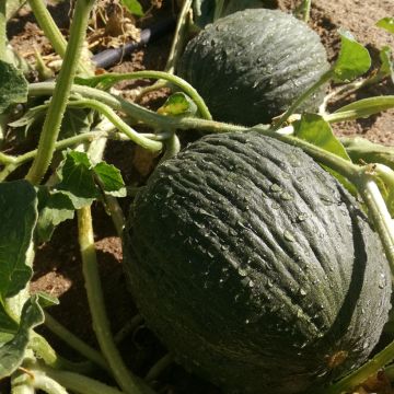 Melon Vert Olive d'Hiver Bio - Ferme de Ste Marthe