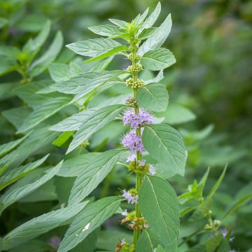 Menthe banane - Mentha arvensis Banana 