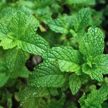 Menthe espagnole BIO en plants - Mentha espagnole