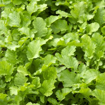 Mesophylla Namenia Bio