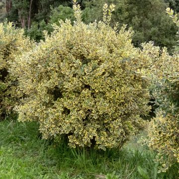 Metrosideros excelsa - Arbre de Noël de Nouvelle-Zélande