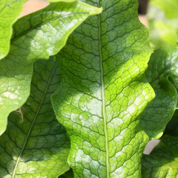 Microsorum musifolium Crocodyllus - Fougère crocodile