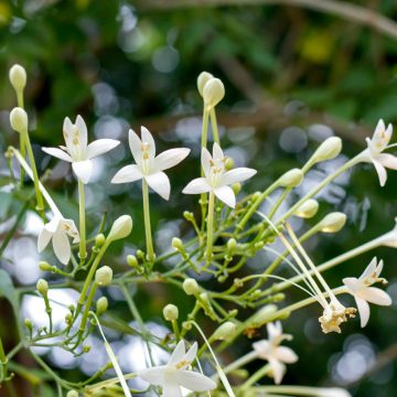 Chilopsis linearis - Saule du désert