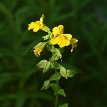 Mimulus luteus