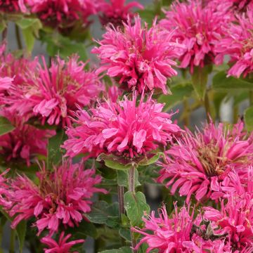 Monarde ou Bergamote Cranberry Lace