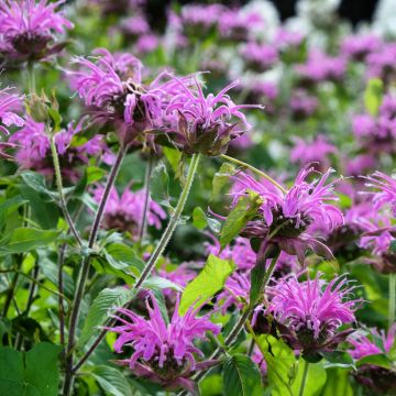 Monarde Blaustrumpf - Monarda - Bergamote