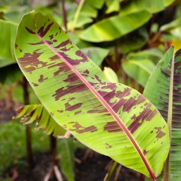 Musa Sikkimensis