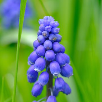 Muscari armeniacum Dark Eyes