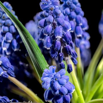 Muscari armeniacum Dark Eyes
