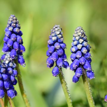 Muscari armeniacum Dark Eyes