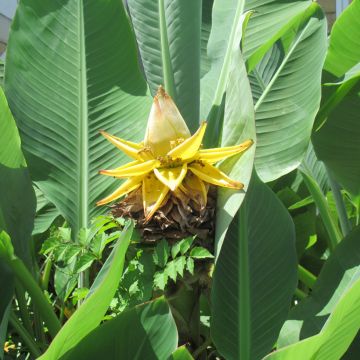 Musella lasiocarpa - Bananier nain - Bananier sacré de boudha