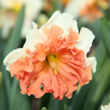 Narcisse papillon Apricot Whirl