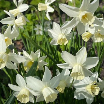 Narcisse Moonlight Sensation 