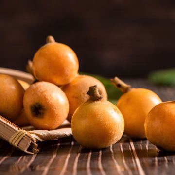 Néflier Westerveld - Mespilus Germanica